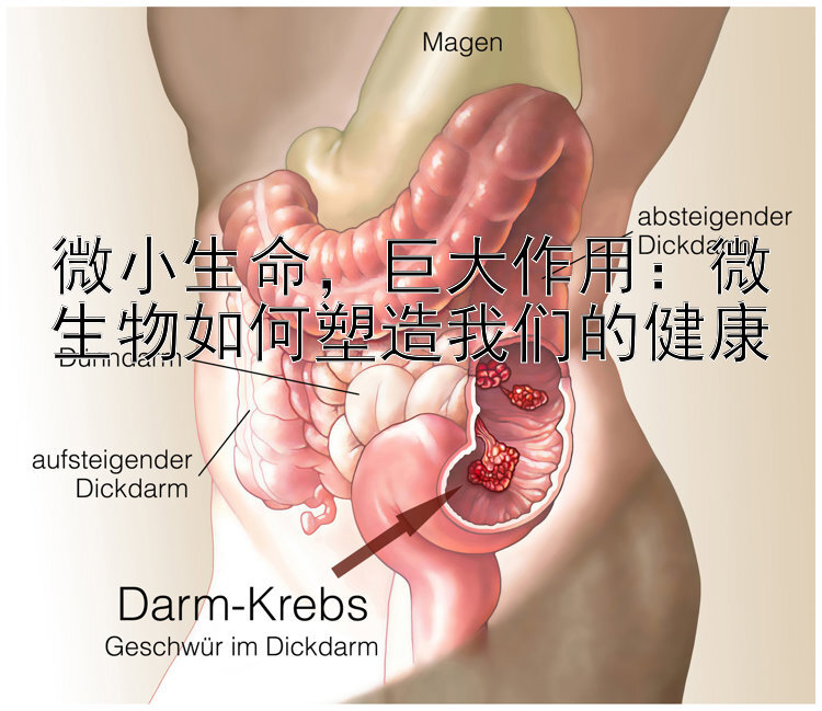 微小生命，巨大作用：微生物如何塑造我们的健康