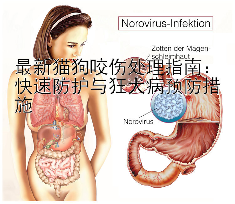 最新猫狗咬伤处理指南：快速防护与狂犬病预防措施